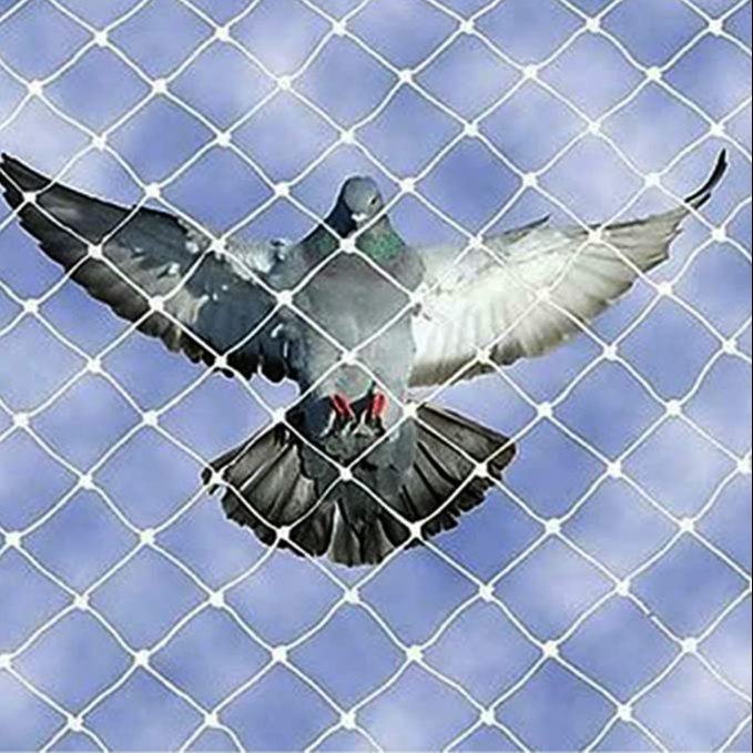 BGR Bird Net Services installation 8